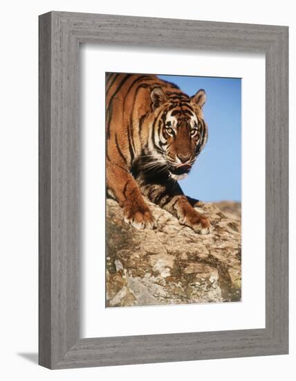 India, Bengal Tigers, Panthera Tigris-Stuart Westmorland-Framed Photographic Print