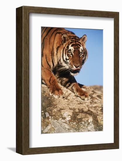 India, Bengal Tigers, Panthera Tigris-Stuart Westmorland-Framed Photographic Print