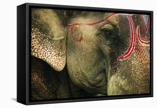 India, Bihar, Patna, Sonepur Mela Cattle Fait, Painted Elephant-Anthony Asael-Framed Premier Image Canvas