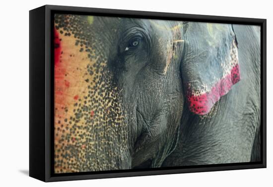 India, Bihar, Patna, Sonepur Mela Cattle Fait, Painted Elephant-Anthony Asael-Framed Premier Image Canvas