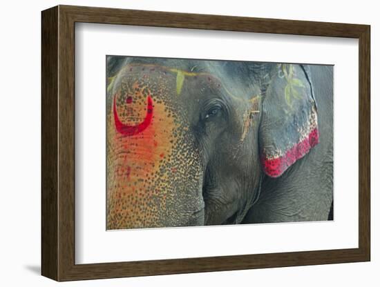 India, Bihar, Patna, Sonepur Mela Cattle Fait, Painted Elephant-Anthony Asael-Framed Photographic Print