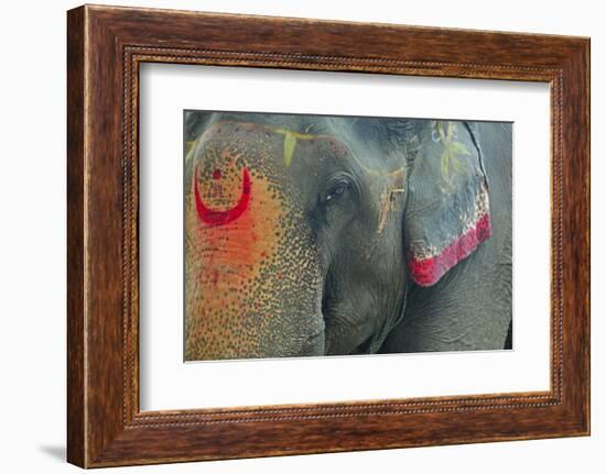 India, Bihar, Patna, Sonepur Mela Cattle Fait, Painted Elephant-Anthony Asael-Framed Photographic Print