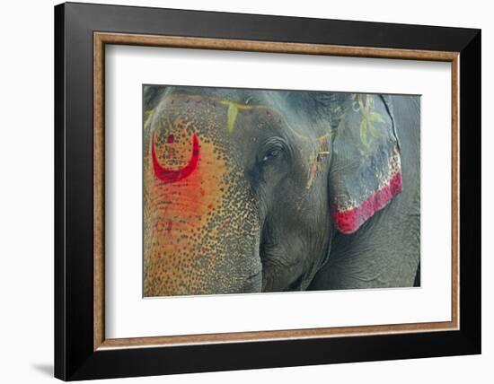 India, Bihar, Patna, Sonepur Mela Cattle Fait, Painted Elephant-Anthony Asael-Framed Photographic Print