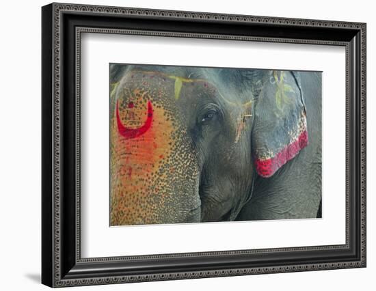 India, Bihar, Patna, Sonepur Mela Cattle Fait, Painted Elephant-Anthony Asael-Framed Photographic Print