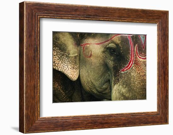 India, Bihar, Patna, Sonepur Mela Cattle Fait, Painted Elephant-Anthony Asael-Framed Photographic Print