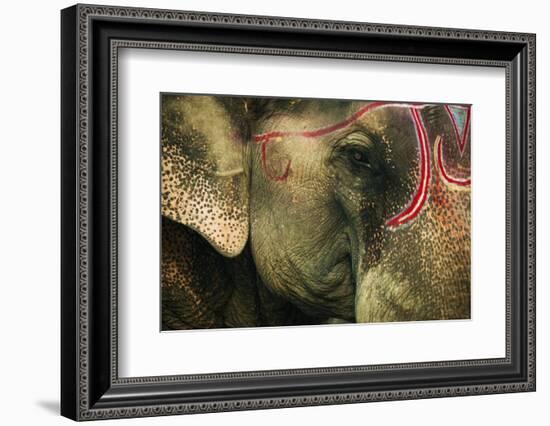 India, Bihar, Patna, Sonepur Mela Cattle Fait, Painted Elephant-Anthony Asael-Framed Photographic Print