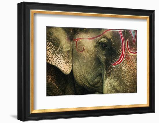 India, Bihar, Patna, Sonepur Mela Cattle Fait, Painted Elephant-Anthony Asael-Framed Photographic Print