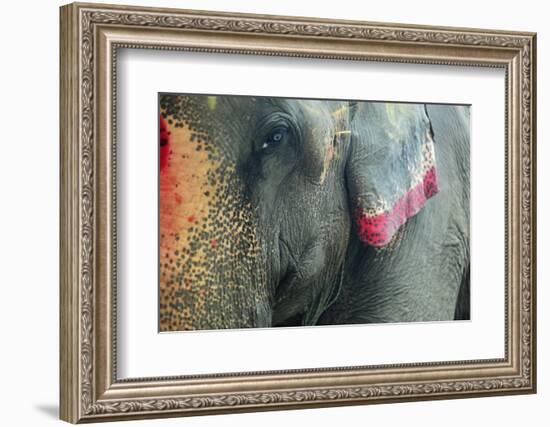 India, Bihar, Patna, Sonepur Mela Cattle Fait, Painted Elephant-Anthony Asael-Framed Photographic Print