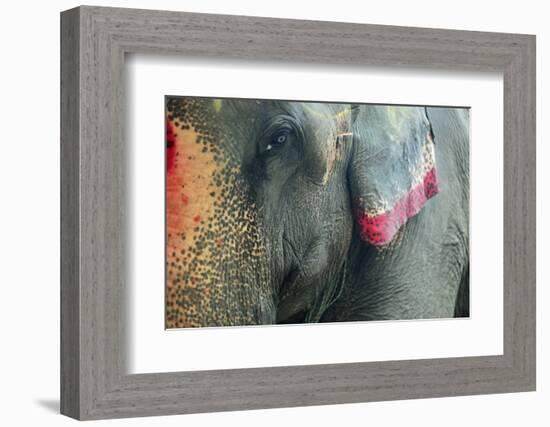 India, Bihar, Patna, Sonepur Mela Cattle Fait, Painted Elephant-Anthony Asael-Framed Photographic Print