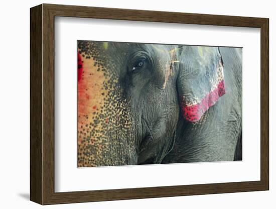 India, Bihar, Patna, Sonepur Mela Cattle Fait, Painted Elephant-Anthony Asael-Framed Photographic Print