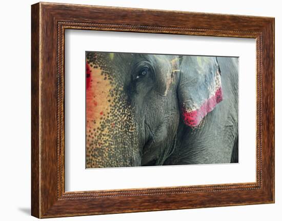 India, Bihar, Patna, Sonepur Mela Cattle Fait, Painted Elephant-Anthony Asael-Framed Photographic Print