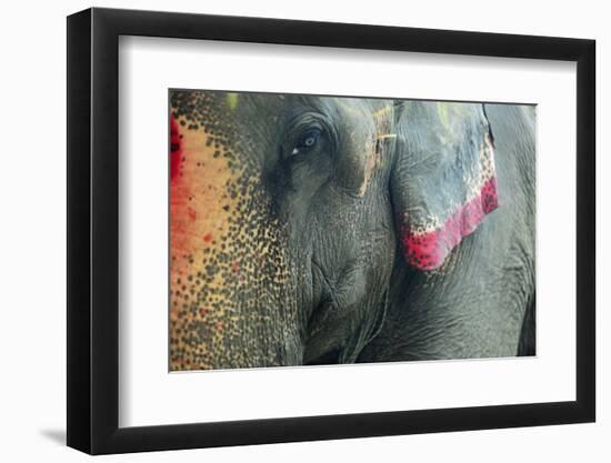 India, Bihar, Patna, Sonepur Mela Cattle Fait, Painted Elephant-Anthony Asael-Framed Photographic Print