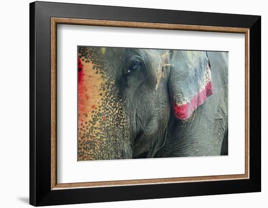 India, Bihar, Patna, Sonepur Mela Cattle Fait, Painted Elephant-Anthony Asael-Framed Photographic Print