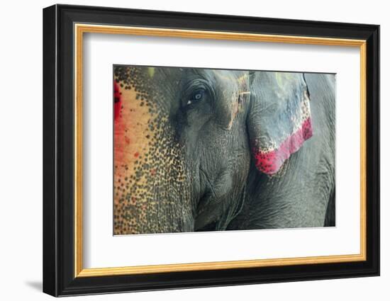 India, Bihar, Patna, Sonepur Mela Cattle Fait, Painted Elephant-Anthony Asael-Framed Photographic Print