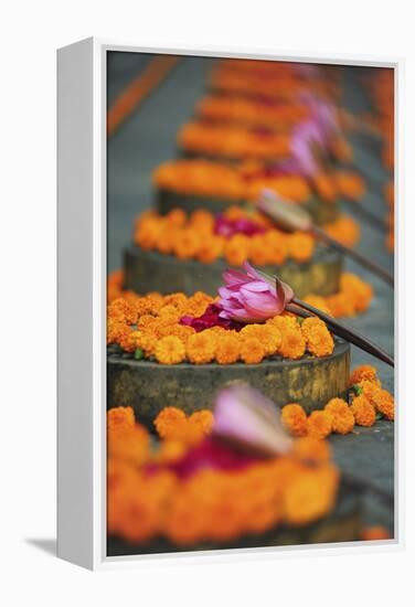 India, Bodh Gaya, Mahabodhi Complex, Great Awakening Temple, Flowers-Anthony Asael-Framed Premier Image Canvas