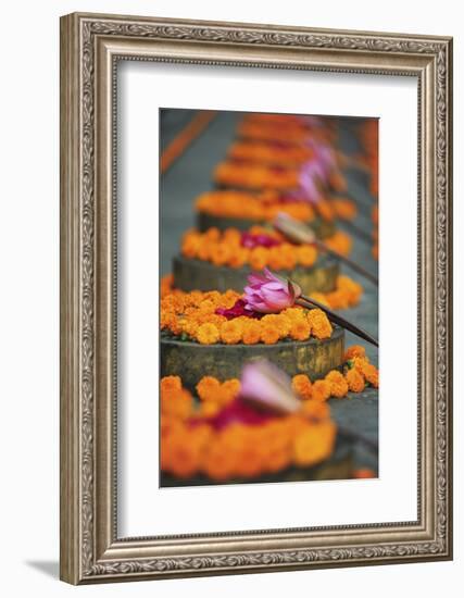 India, Bodh Gaya, Mahabodhi Complex, Great Awakening Temple, Flowers-Anthony Asael-Framed Photographic Print