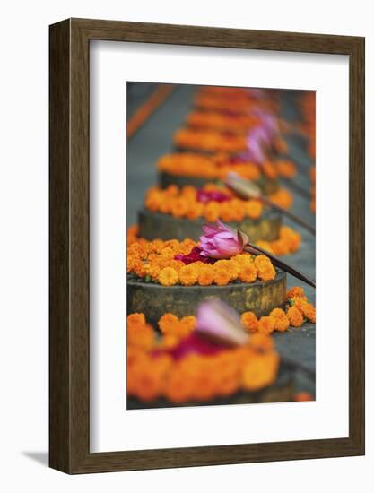 India, Bodh Gaya, Mahabodhi Complex, Great Awakening Temple, Flowers-Anthony Asael-Framed Photographic Print