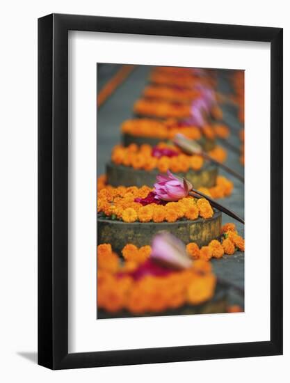 India, Bodh Gaya, Mahabodhi Complex, Great Awakening Temple, Flowers-Anthony Asael-Framed Photographic Print