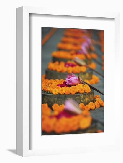 India, Bodh Gaya, Mahabodhi Complex, Great Awakening Temple, Flowers-Anthony Asael-Framed Photographic Print