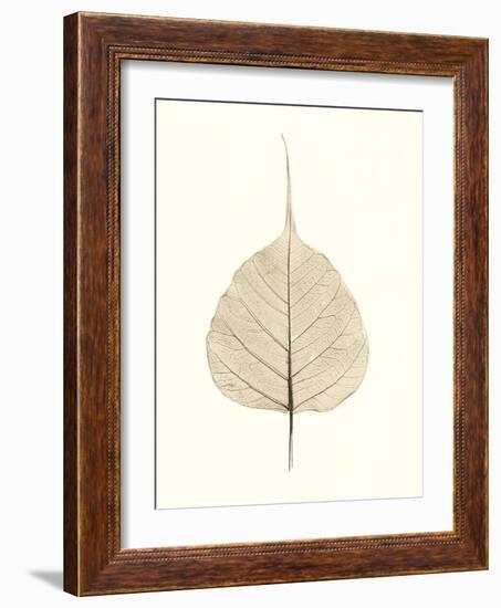 India Ficus-Alan Blaustein-Framed Photographic Print