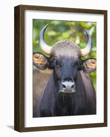 India. Gaur, Indian wild bison, Bos gaurus, at Kanha tiger reserve.-Ralph H^ Bendjebar-Framed Photographic Print