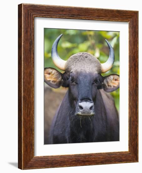 India. Gaur, Indian wild bison, Bos gaurus, at Kanha tiger reserve.-Ralph H^ Bendjebar-Framed Photographic Print