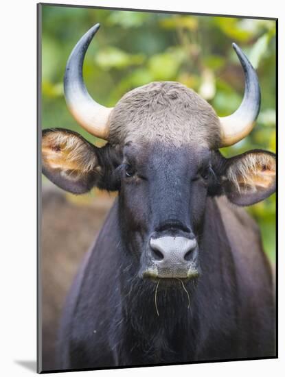 India. Gaur, Indian wild bison, Bos gaurus, at Kanha tiger reserve.-Ralph H^ Bendjebar-Mounted Photographic Print