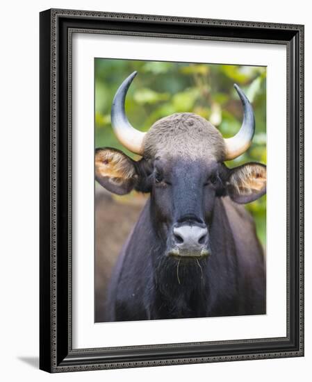 India. Gaur, Indian wild bison, Bos gaurus, at Kanha tiger reserve.-Ralph H^ Bendjebar-Framed Photographic Print