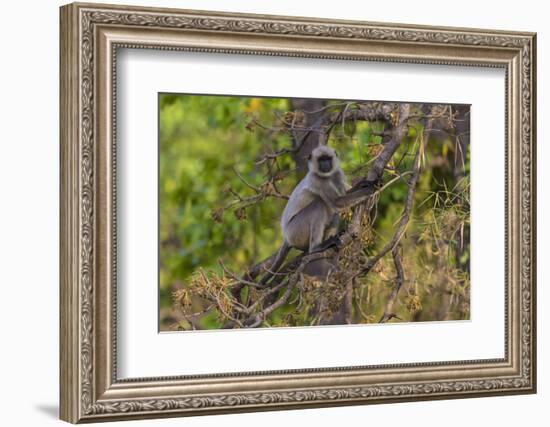 India. Grey langur, Hanuman langur at Bandhavgarh Tiger Reserve-Ralph H. Bendjebar-Framed Photographic Print