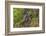 India. Grey langur, Hanuman langur at Bandhavgarh Tiger Reserve-Ralph H. Bendjebar-Framed Photographic Print