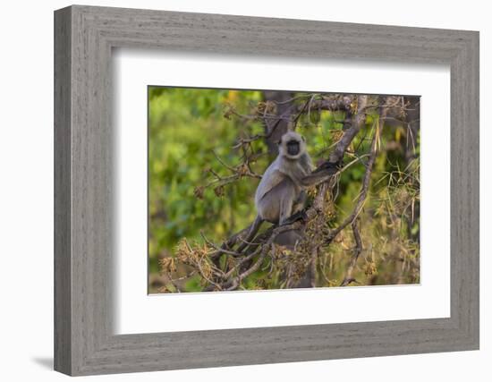 India. Grey langur, Hanuman langur at Bandhavgarh Tiger Reserve-Ralph H. Bendjebar-Framed Photographic Print