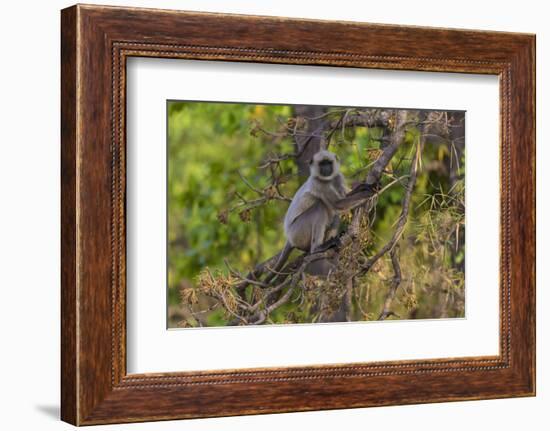 India. Grey langur, Hanuman langur at Bandhavgarh Tiger Reserve-Ralph H. Bendjebar-Framed Photographic Print