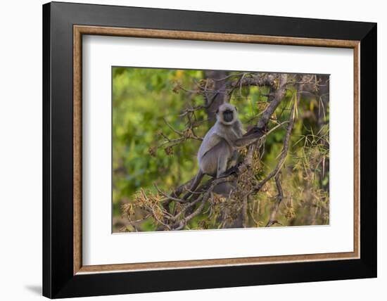 India. Grey langur, Hanuman langur at Bandhavgarh Tiger Reserve-Ralph H. Bendjebar-Framed Photographic Print