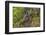 India. Grey langur, Hanuman langur at Bandhavgarh Tiger Reserve-Ralph H. Bendjebar-Framed Photographic Print