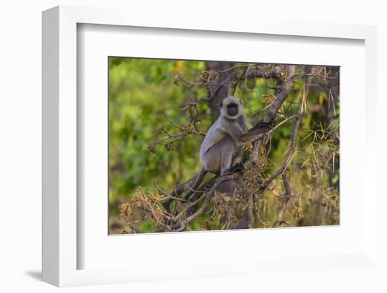 India. Grey langur, Hanuman langur at Bandhavgarh Tiger Reserve-Ralph H. Bendjebar-Framed Photographic Print