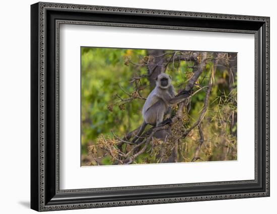 India. Grey langur, Hanuman langur at Bandhavgarh Tiger Reserve-Ralph H. Bendjebar-Framed Photographic Print