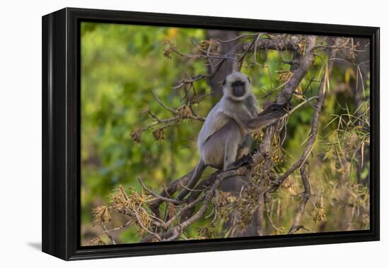 India. Grey langur, Hanuman langur at Bandhavgarh Tiger Reserve-Ralph H. Bendjebar-Framed Premier Image Canvas