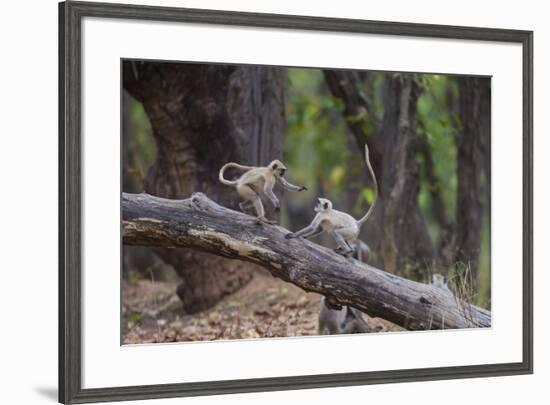 India. Grey langur, Hanuman langur at Bandhavgarh Tiger Reserve-Ralph H. Bendjebar-Framed Premium Photographic Print