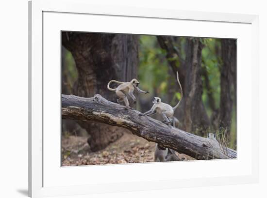 India. Grey langur, Hanuman langur at Bandhavgarh Tiger Reserve-Ralph H. Bendjebar-Framed Premium Photographic Print