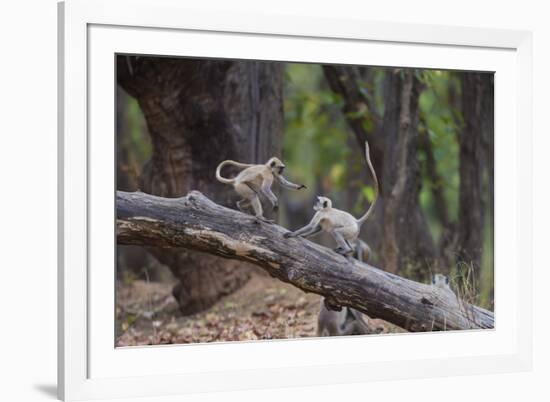 India. Grey langur, Hanuman langur at Bandhavgarh Tiger Reserve-Ralph H. Bendjebar-Framed Premium Photographic Print