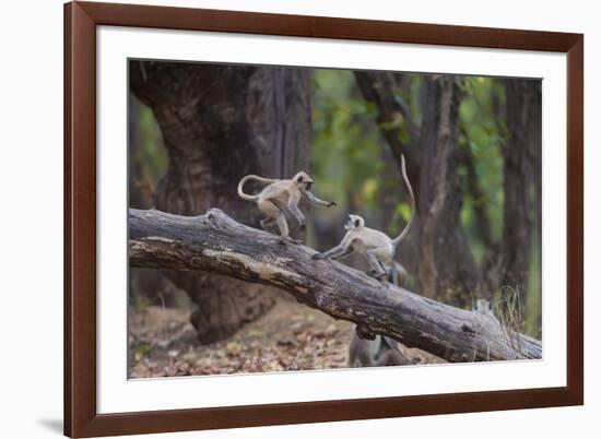 India. Grey langur, Hanuman langur at Bandhavgarh Tiger Reserve-Ralph H. Bendjebar-Framed Premium Photographic Print