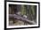 India. Grey langur, Hanuman langur at Bandhavgarh Tiger Reserve-Ralph H. Bendjebar-Framed Premium Photographic Print