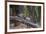 India. Grey langur, Hanuman langur at Bandhavgarh Tiger Reserve-Ralph H. Bendjebar-Framed Premium Photographic Print