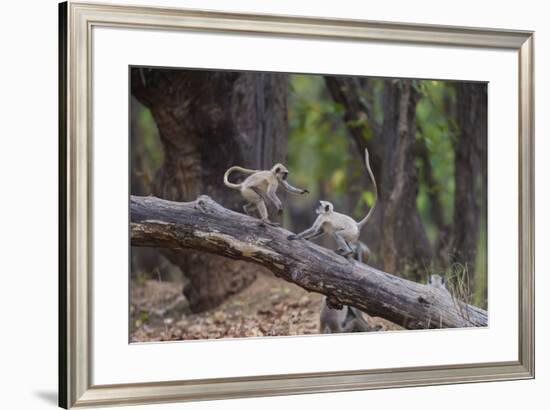 India. Grey langur, Hanuman langur at Bandhavgarh Tiger Reserve-Ralph H. Bendjebar-Framed Premium Photographic Print