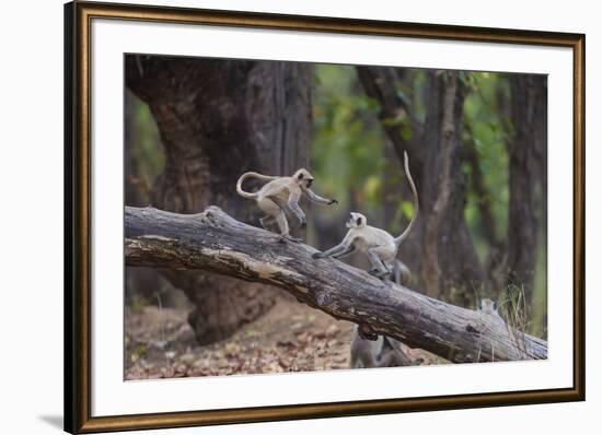 India. Grey langur, Hanuman langur at Bandhavgarh Tiger Reserve-Ralph H. Bendjebar-Framed Premium Photographic Print