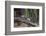 India. Grey langur, Hanuman langur at Bandhavgarh Tiger Reserve-Ralph H. Bendjebar-Framed Photographic Print