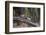 India. Grey langur, Hanuman langur at Bandhavgarh Tiger Reserve-Ralph H. Bendjebar-Framed Photographic Print