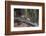 India. Grey langur, Hanuman langur at Bandhavgarh Tiger Reserve-Ralph H. Bendjebar-Framed Photographic Print