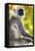 India. Grey langur, Hanuman langur at Bandhavgarh Tiger Reserve-Ralph H. Bendjebar-Framed Premier Image Canvas