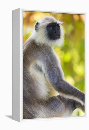 India. Grey langur, Hanuman langur at Bandhavgarh Tiger Reserve-Ralph H. Bendjebar-Framed Premier Image Canvas